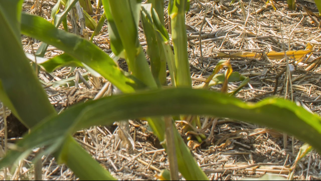 2017 Gettysburg, SD Corn on heavy cover crop residue   No Till