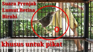 Suara Prenjak Lumut Betina Birahi Khusus Buat Pikat Paling Ampuh