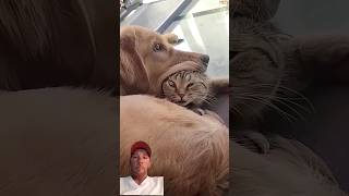 Cats And Dogs Not Getting Along #shorts #dog #pets