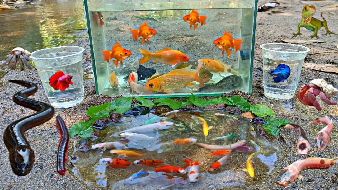 Wow! Tangkap Ikan Hias Warna warni di Sungai, Ada Ikan Cupang, Ikan Red Fin Shark, Ikan Lele Kecil