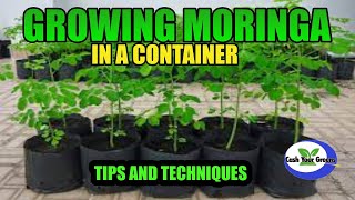 GROWING MORINGA IN A CONTAINER  Tips and Techniques to Success