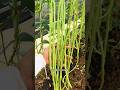Share the method of growing long beans #balcony and small courtyardPlanting#Planting Tips