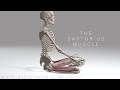 Sartorius muscle 4k animation