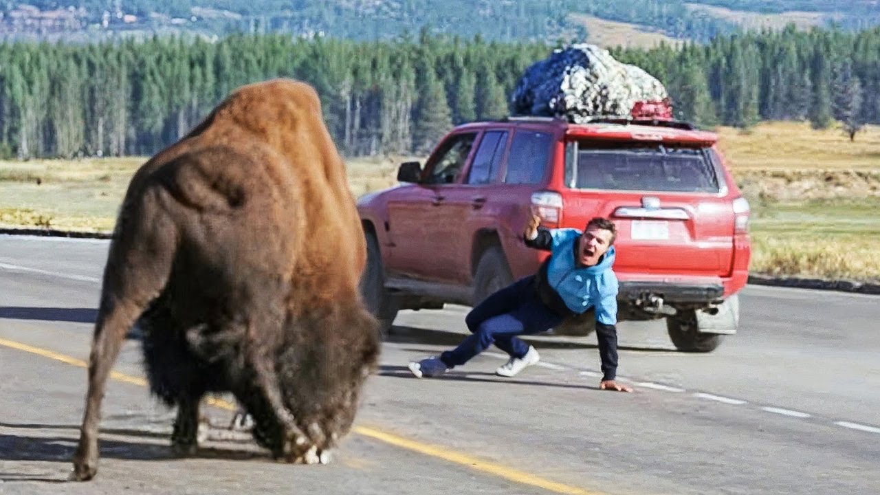 Cuando los Animales Se Enfurecieron y Fueron Captados por las Cámaras