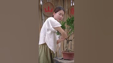 Cô gái Trung Hoa tạo dáng bonsai cây cảnh #bonsai #bonsaitihon #keocatcanh