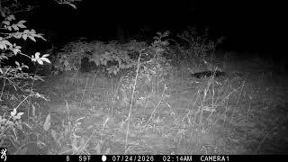 IMG 0333 coyote IMG 0333 coyote