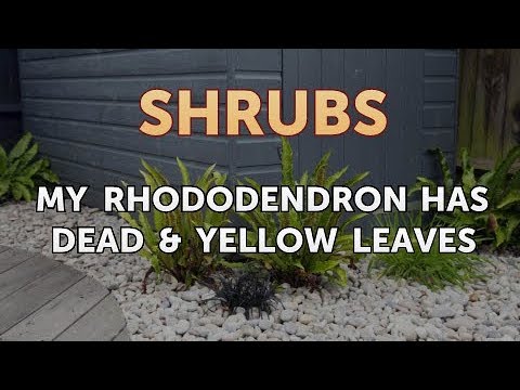 My Rhododendron Has Dead & Yellow Leaves