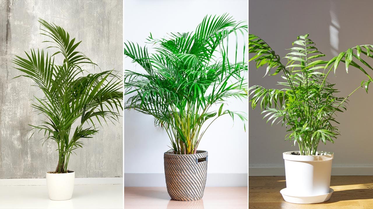 4 PALMERAS de interior resistentes y plantacin - Decogarden - @Jardinatis
