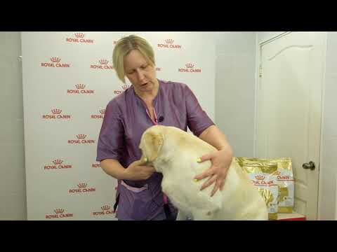 Video: Kako Oprati Labrador Retriver