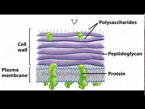 Клеточен ѕид кај бактерии  | Mикробиологија