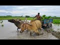 Bullock cart mud ride and fully loaded paddy plants