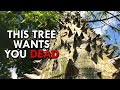 Dynamite Tree The Tree That S Doing Everything It Can To Kill You Dynamite Tree The Tree That S Doing Everything It Can To Kill You