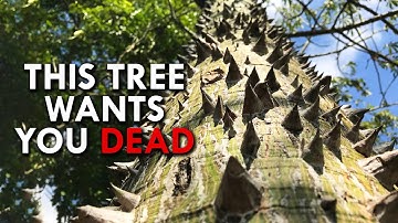 Dynamite Tree: The Tree That’s Doing Everything It Can To Kill You