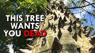 Dynamite Tree: The Tree That’s Doing Everything It Can To Kill You
