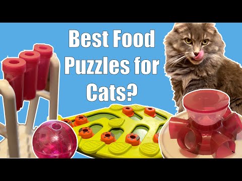 Cat Food Puzzles: How and Why to Use Them • KittyCatGO