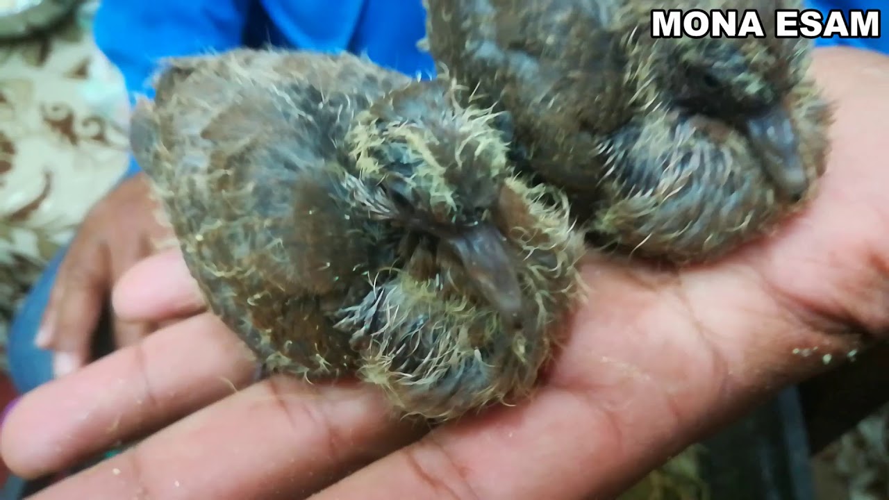 طريقه تاكيل قص يمام انت صيدة او يتيم