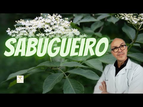 Vídeo: Qual é o melhor sabugueiro?