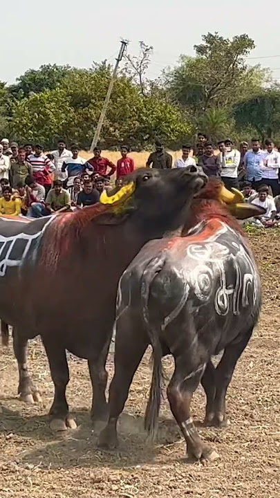 🔥pado ki ladai