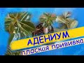 Прививаем адениум: плоская (Flat) прививка.