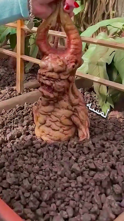 النبات الباكي 😨 #شورت #اكسبلور #ترند #قصص #facts #funny #تعليم #البيضة