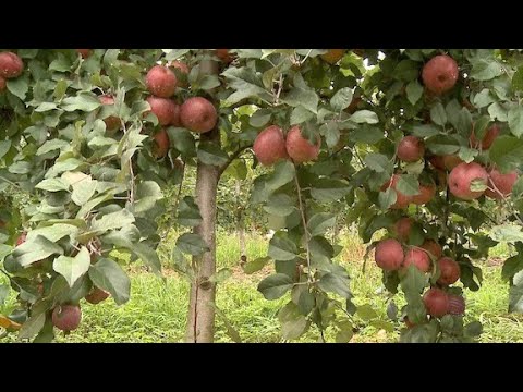 Vídeo: Porta-enxertos populares para macieiras