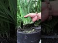 How to Harvest Chives so They Grow Back: Best Techniques