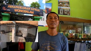 1 Cawan Rp 10,000 | KOPI LUWAK ORIGINAL | Ada Penangkaran Luwaknya