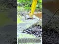 야생 오리들의 새로운 보금자리와 먹이 구역을 만들기 위해 주변 환경을 완벽하게 정리하는 현장 #Work #Landscaping #Wildlife #Habitat #Nature