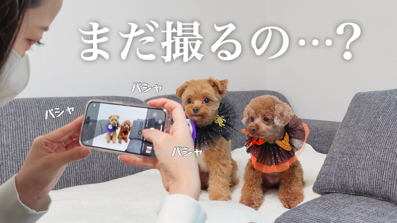 【溺愛】ハロウィン姿の愛犬に癒され日々の疲れを浄化