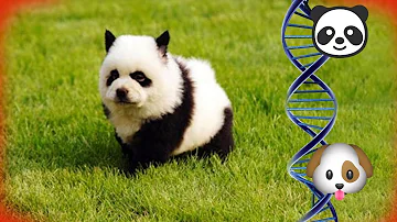 ¿Es real un perro panda?