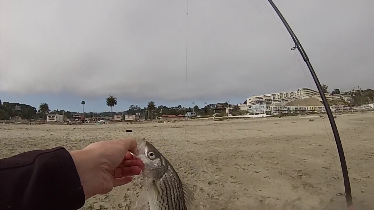 Diaper Striper fishing from the beach YouTube