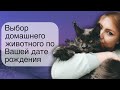 Как выбрать себе животное с помощью нумерологии