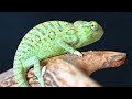This Chameleon Cage Is The Best Value For Money This Chameleon Cage Is The Best Value For Money