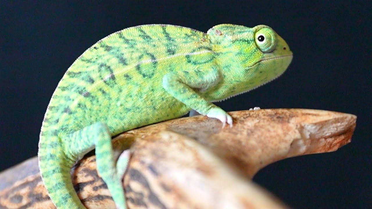 ◉chameleon ページ◉ This chameleon cage is the best value for money! - YouTube