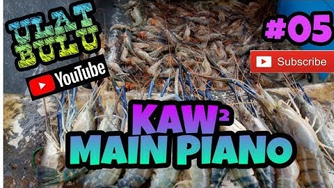 Memancing Udang Galah di Kampung Esso #Ulatbulu#lubuktaram#kasiterjah