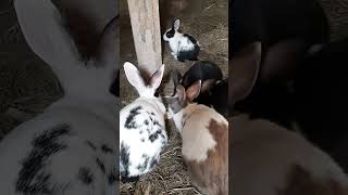 Cute Rabbits
