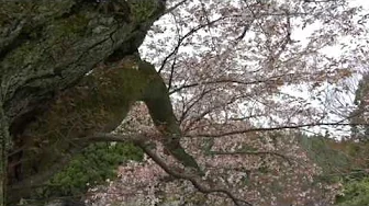 田人町の桜　2020.04.21