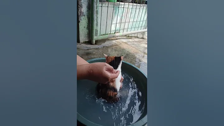 Watch the video about Little cat take a bath to removes flea #cat #kitty #cutecat #catbath #mycat #lovelycat #fyp #bts