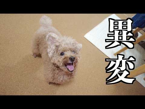旅行先で美味しい物を食べきた愛犬に異変が…【トイプードル】