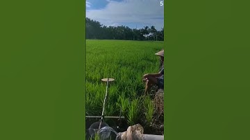 Ide cerdas sederhana membuat alat pengusir burung di sawah #shorts
