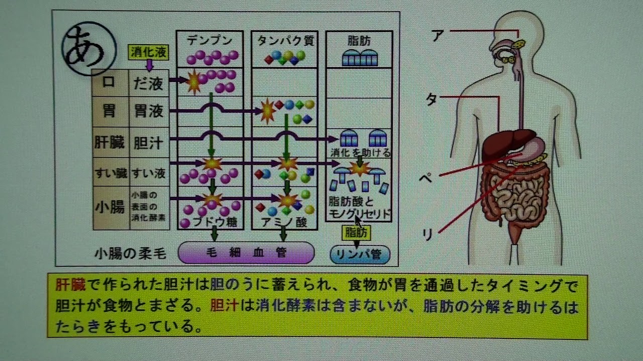 中学２年 超わかりやすい 消化酵素のはたらき Youtube