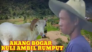 BUBURUH CARI RUMPUT BUAT KAMBING,KANG UDUNG