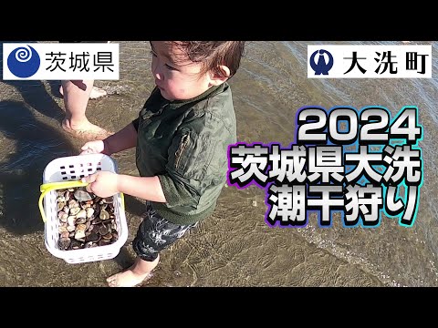 2024年 茨城県大洗 潮干狩り！ハマグリ獲れてます！