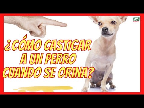 Video: Cómo lidiar con la micción sumisa en perros