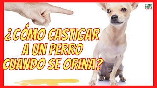 HOW TO PUNISH A DOG WHEN HE URINES IN THE HOUSE?