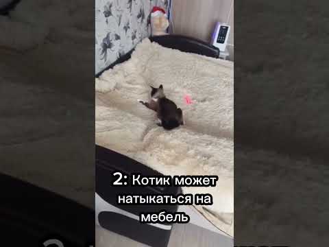 Правда ли что лазер опасен для кошек 🐈🏹 #cat #catsfacts