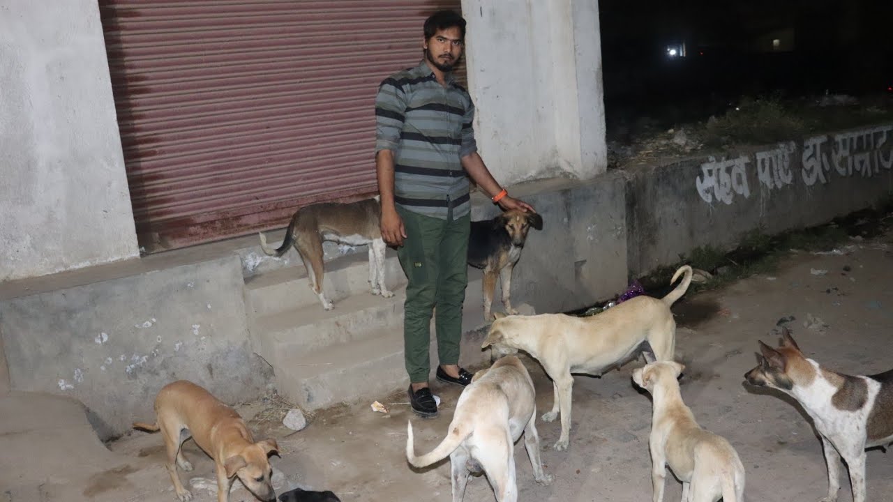 Hungry Dog Asking for food Feeding Street Dogs What to feed street dog? कुत्ता खाना मांग