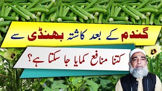 Cultivation of Okra after Wheat crop || Crop Reformer