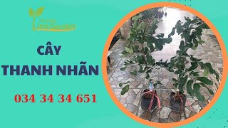 Mua cây thanh nhãn ở đâu| Tiên Garden| 0343434651