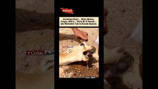 Alevlerden Kurtarıldı, Yerde Yatarken Kana Kana Su İçti Karabükte Yaralı Karacaya Merhamet Eli.